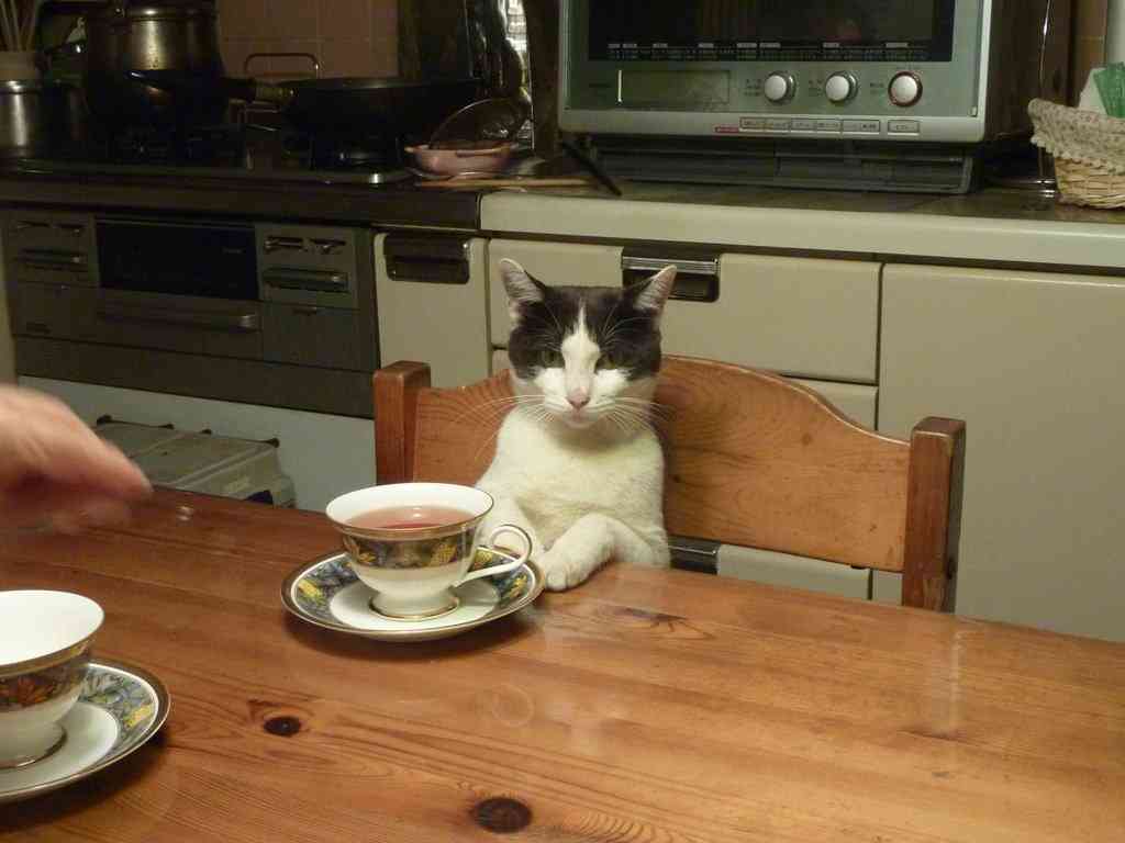 ガルちゃん猫カフェ☆2号店