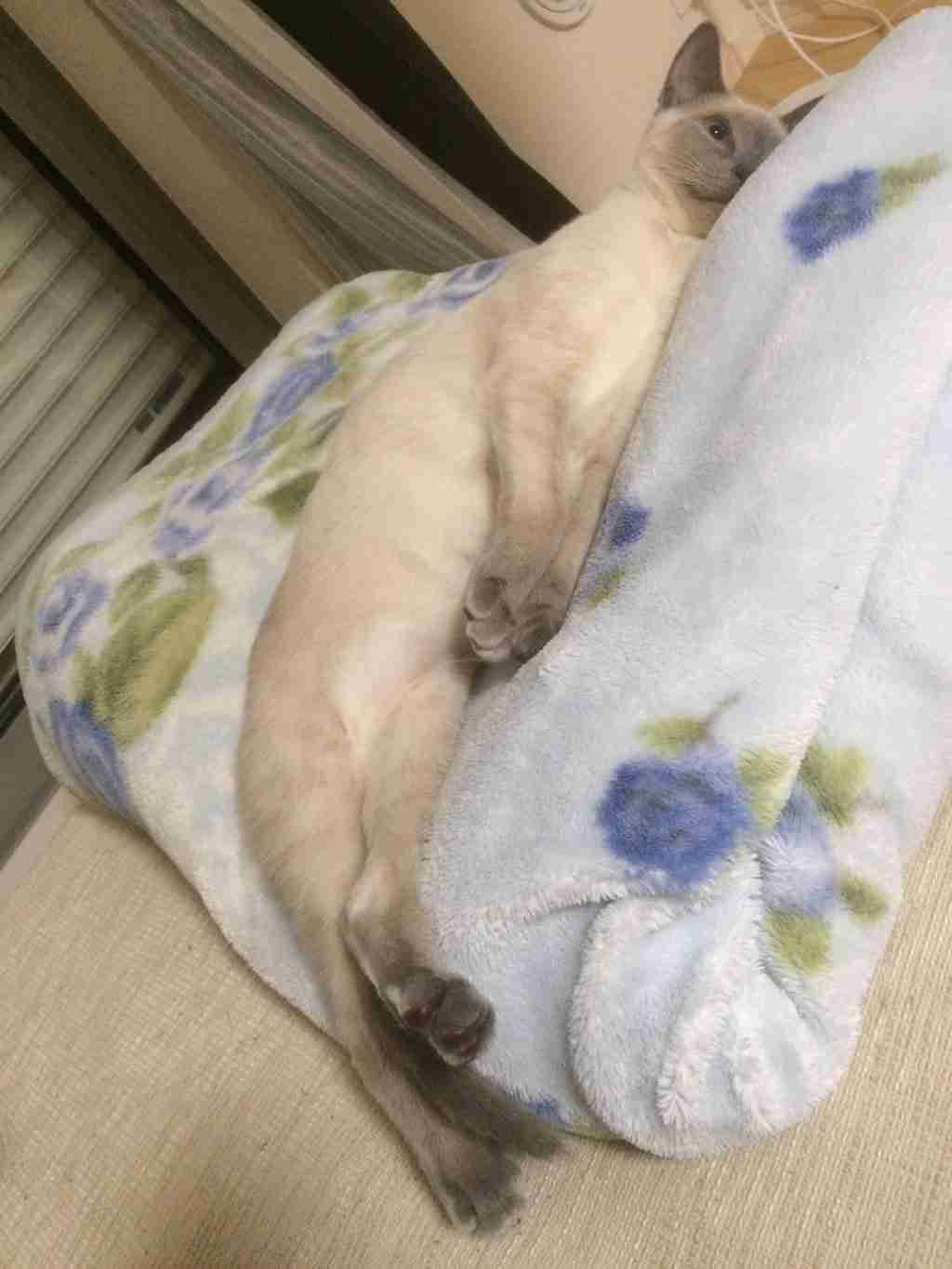 ガルちゃん猫カフェ☆2号店