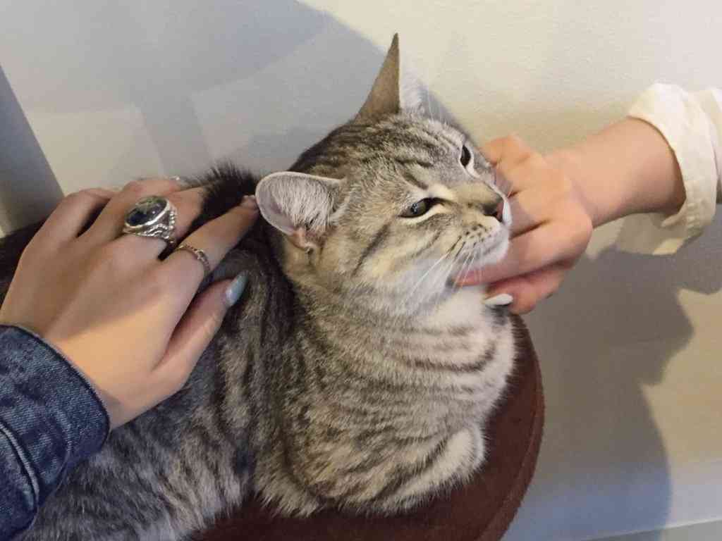 ガルちゃん猫カフェ☆2号店