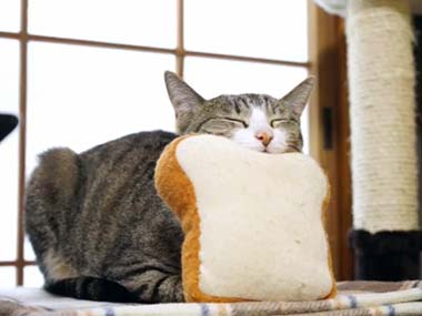 ガルちゃん猫カフェ☆2号店