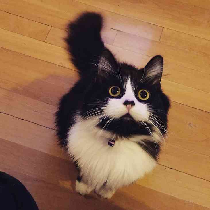 ガルちゃん猫カフェ☆2号店