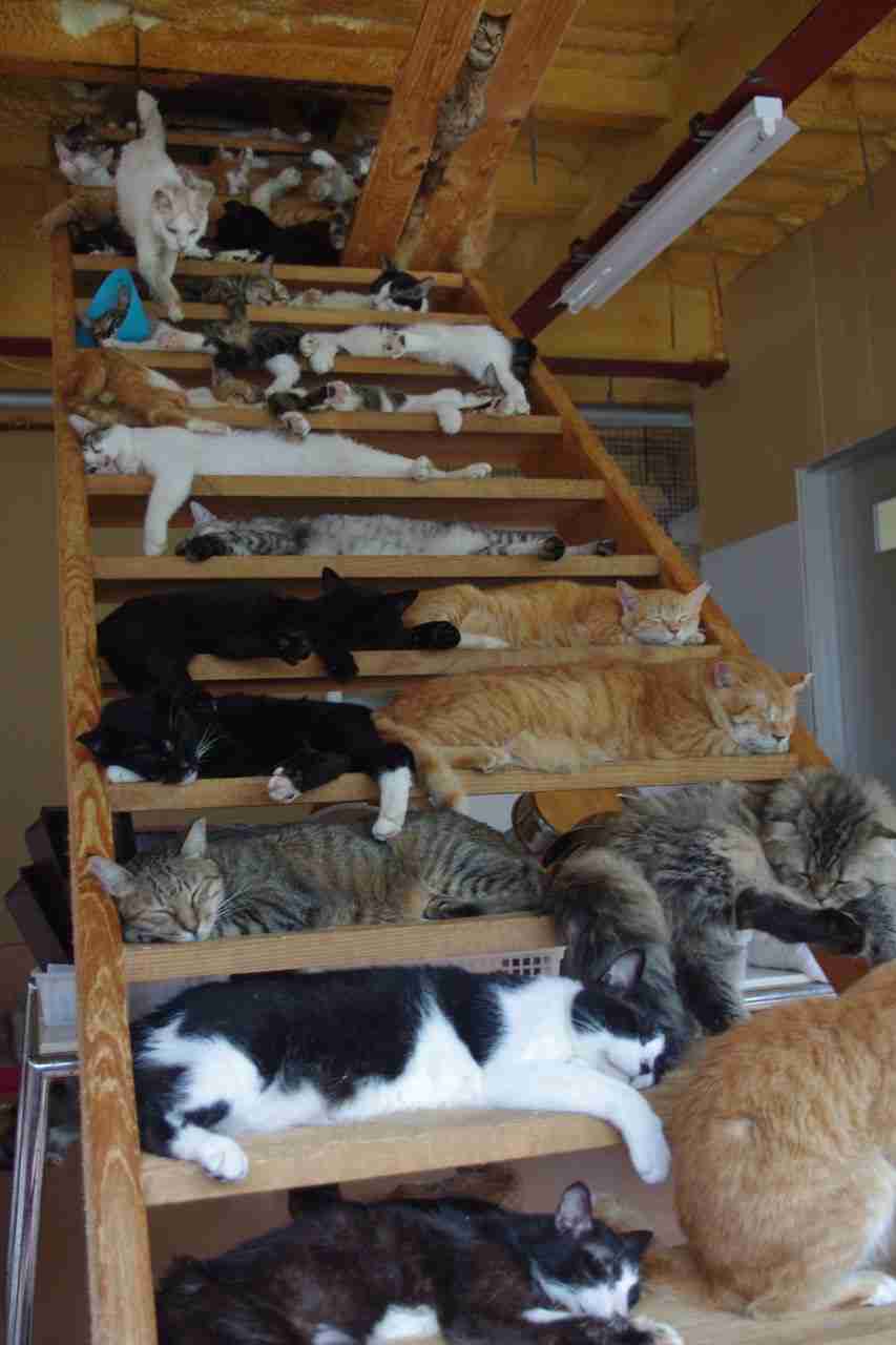 ガルちゃん猫カフェ☆2号店
