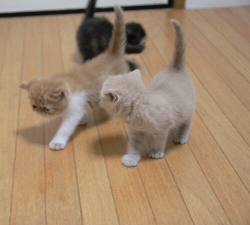 ガルちゃん猫カフェ☆2号店