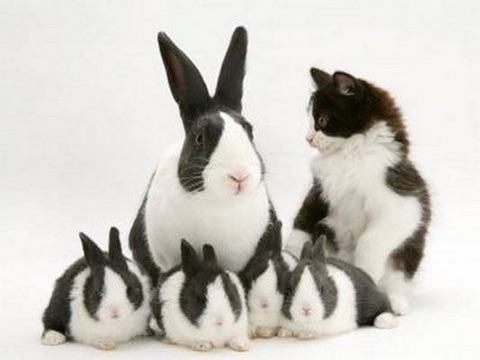 ガルちゃん猫カフェ☆2号店