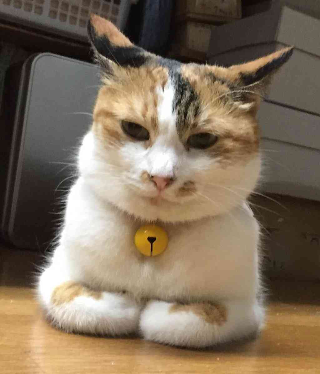 ガルちゃん猫カフェ☆2号店