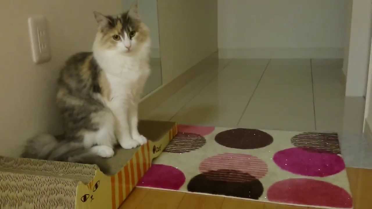 ガルちゃん猫カフェ☆2号店