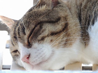 ガルちゃん猫カフェ☆2号店