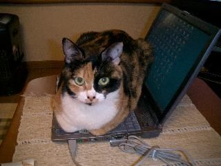 ガルちゃん猫カフェ☆2号店