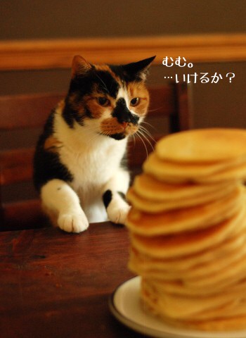 ガルちゃん猫カフェ☆2号店