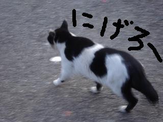 ガルちゃん猫カフェ☆2号店