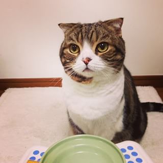 ガルちゃん猫カフェ☆2号店