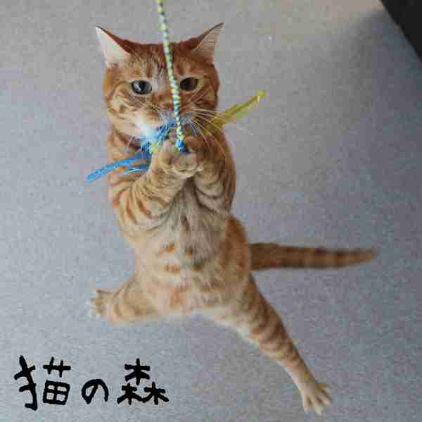 ガルちゃん猫カフェ☆2号店