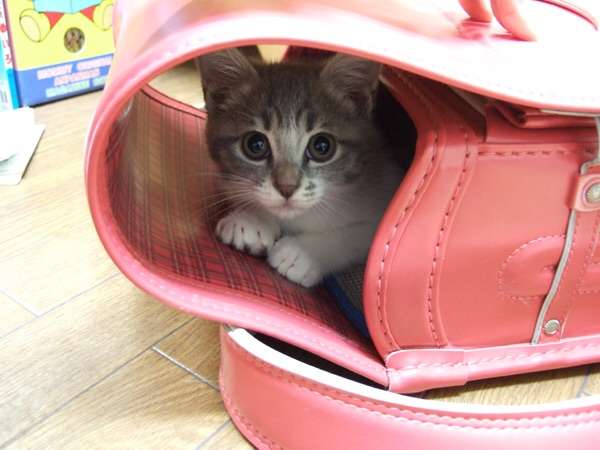 ガルちゃん猫カフェ☆2号店