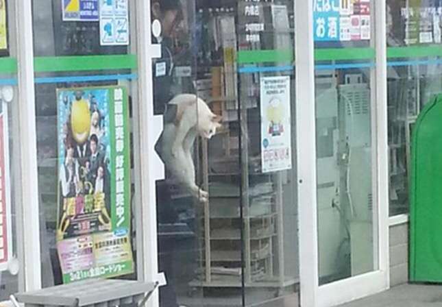 ガルちゃん猫カフェ☆2号店