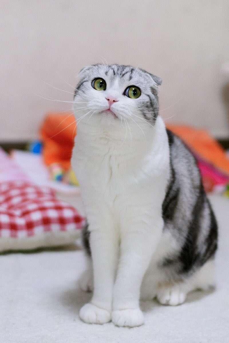 ガルちゃん猫カフェ☆2号店
