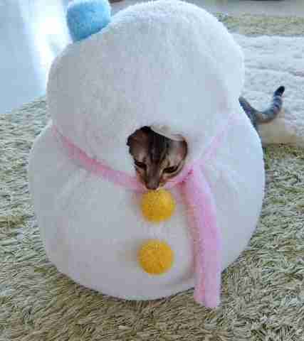 ガルちゃん猫カフェ☆2号店
