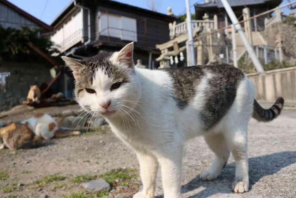 ガルちゃん猫カフェ☆2号店