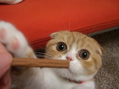 ガルちゃん猫カフェ☆2号店