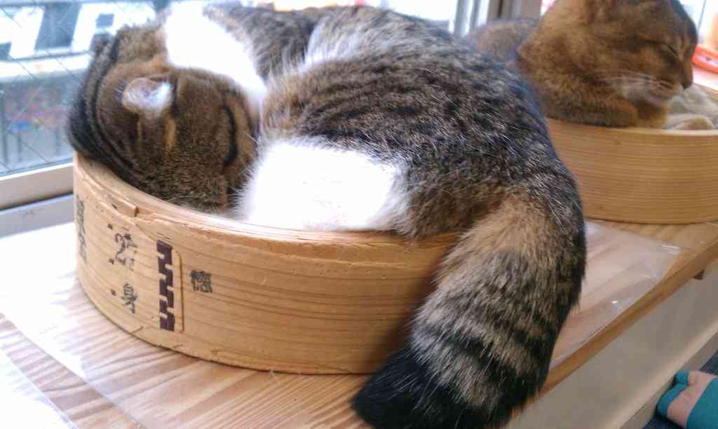 ガルちゃん猫カフェ☆2号店
