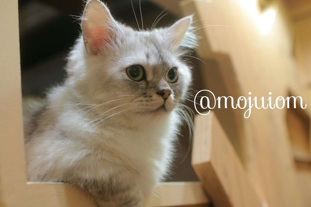 ガルちゃん猫カフェ☆2号店