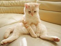 ガルちゃん猫カフェ☆2号店