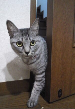 ガルちゃん猫カフェ☆2号店