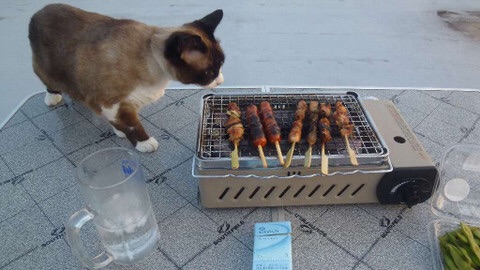 ガルちゃん猫カフェ☆2号店