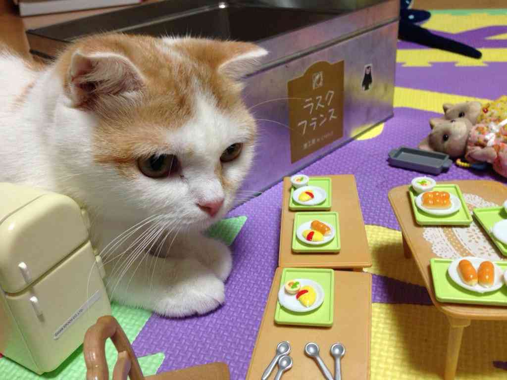 ガルちゃん猫カフェ☆2号店