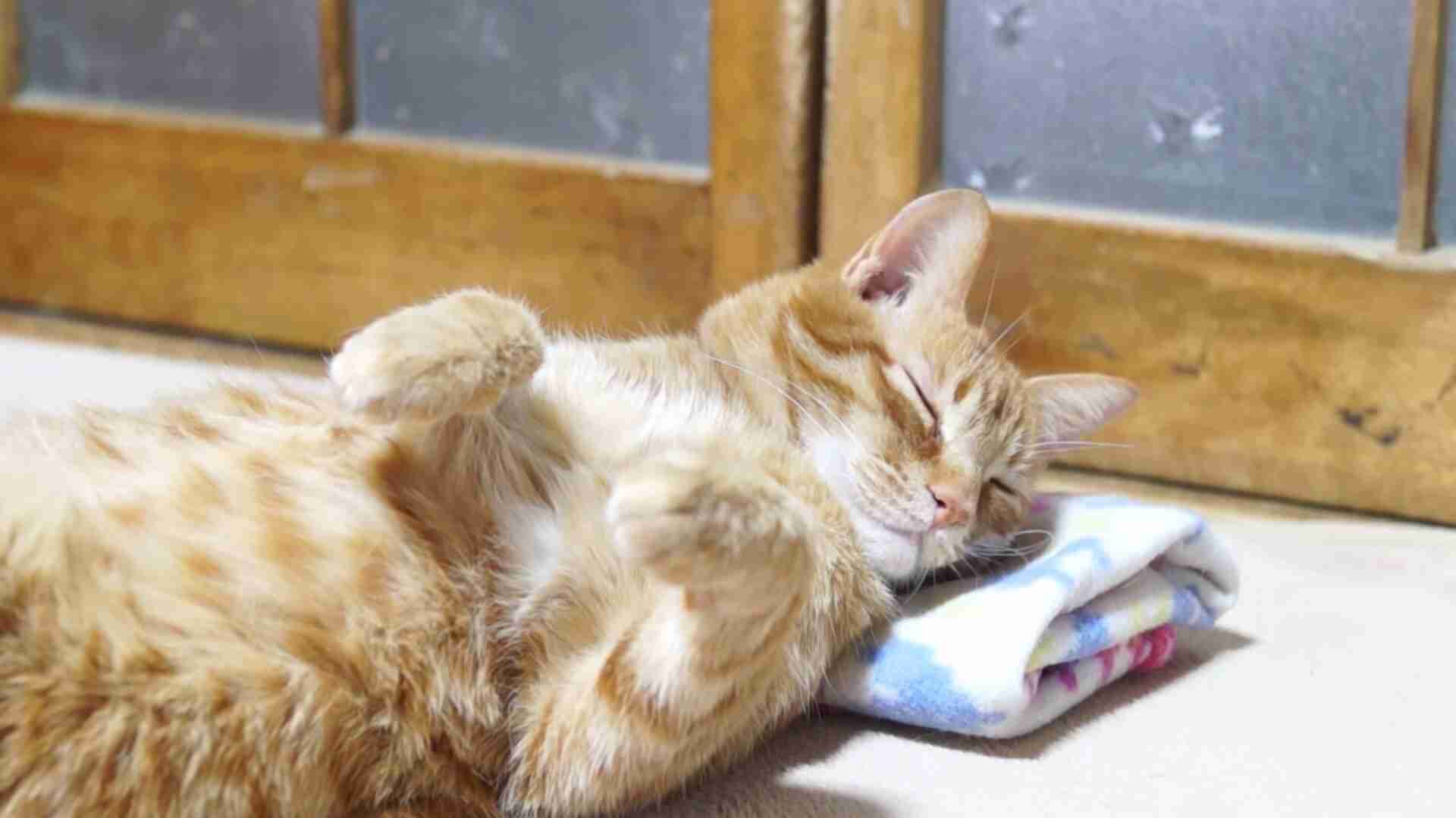 ガルちゃん猫カフェ☆2号店