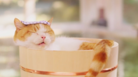 ガルちゃん猫カフェ☆2号店