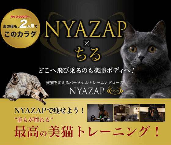 ガルちゃん猫カフェ☆2号店