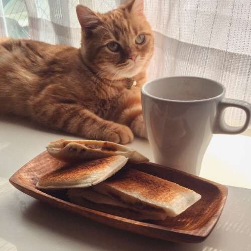 ガルちゃん猫カフェ☆2号店