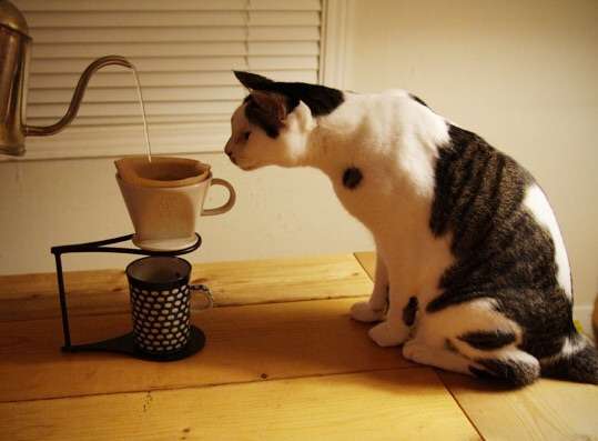 ガルちゃん猫カフェ☆2号店