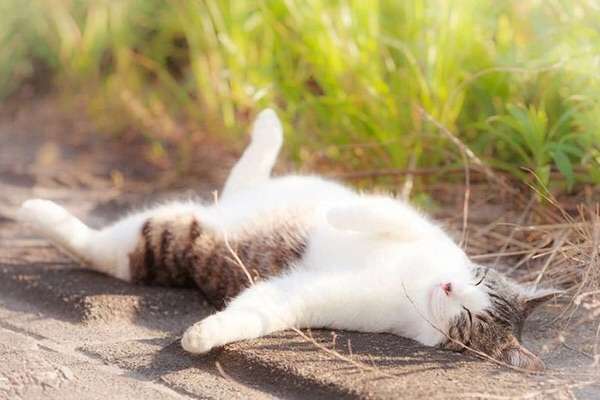 ガルちゃん猫カフェ☆2号店