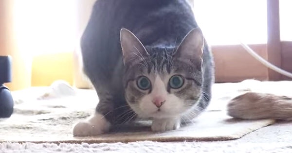 ガルちゃん猫カフェ☆2号店