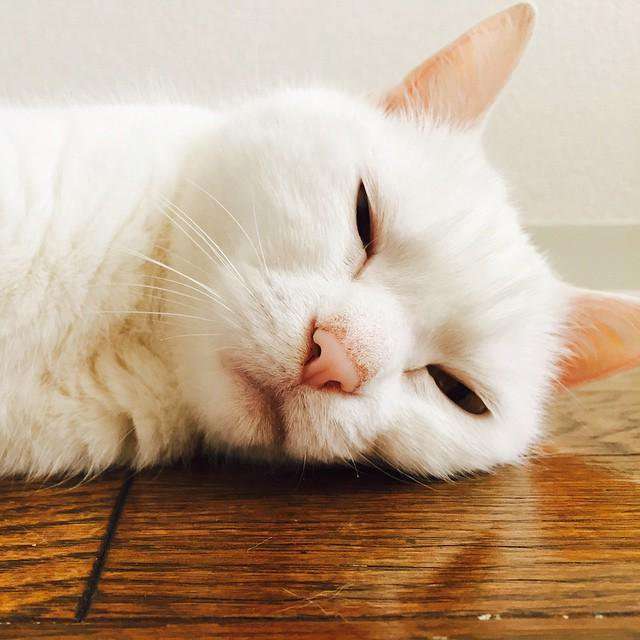 ガルちゃん猫カフェ☆2号店