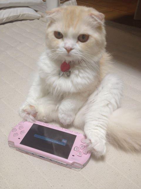 ガルちゃん猫カフェ☆2号店