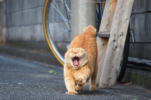 ガルちゃん猫カフェ☆2号店