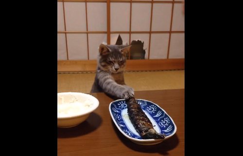 ガルちゃん猫カフェ☆2号店