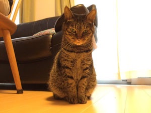 ガルちゃん猫カフェ☆2号店