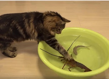 ガルちゃん猫カフェ☆2号店