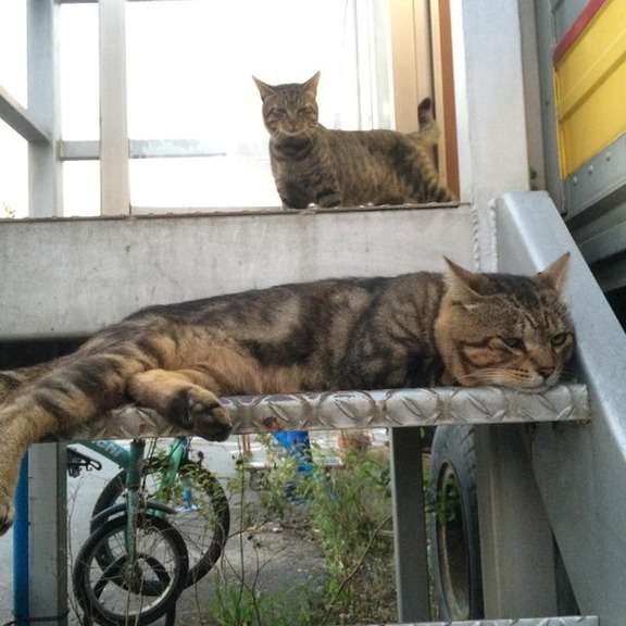 ガルちゃん猫カフェ☆2号店