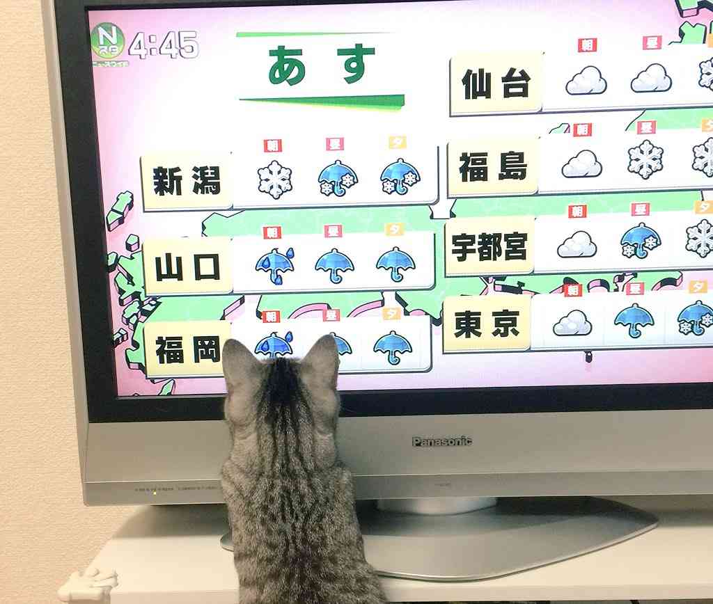 ガルちゃん猫カフェ☆2号店