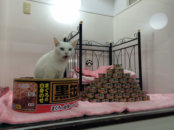 ガルちゃん猫カフェ☆2号店