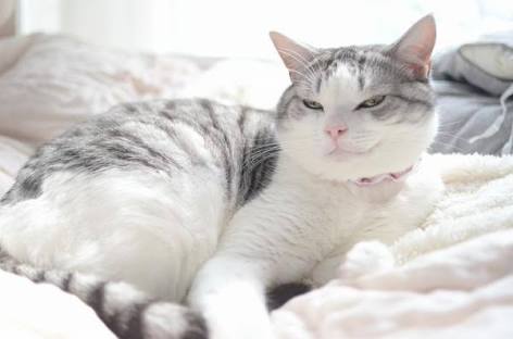ガルちゃん猫カフェ☆2号店