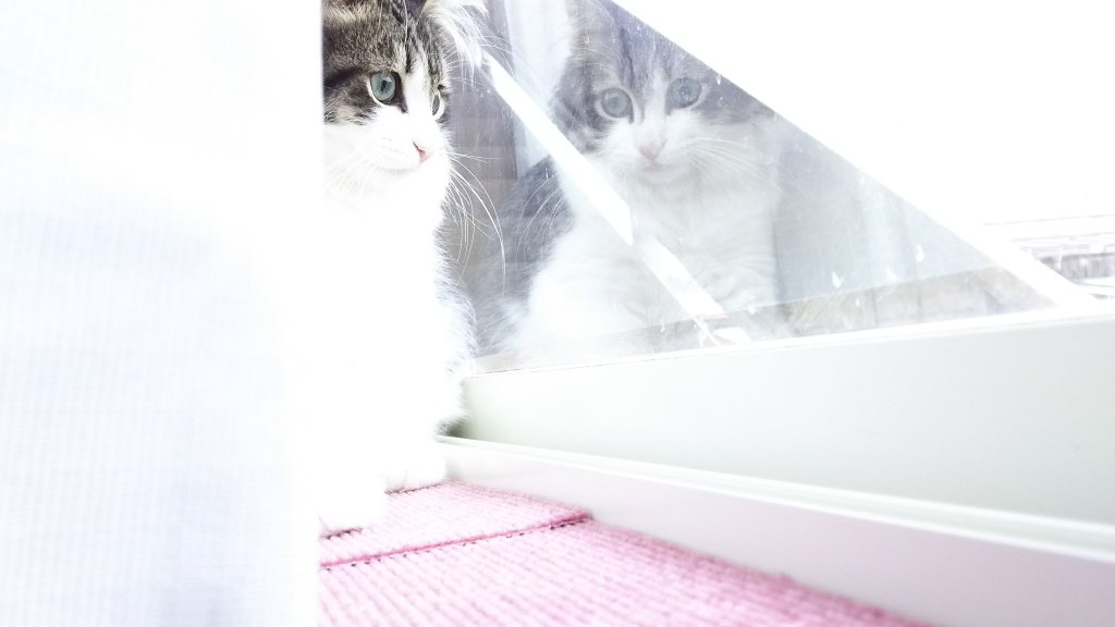 ガルちゃん猫カフェ☆2号店