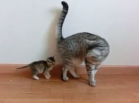 ガルちゃん猫カフェ☆2号店