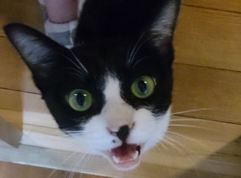 ガルちゃん猫カフェ☆2号店