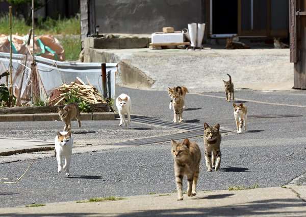 ガルちゃん猫カフェ☆2号店