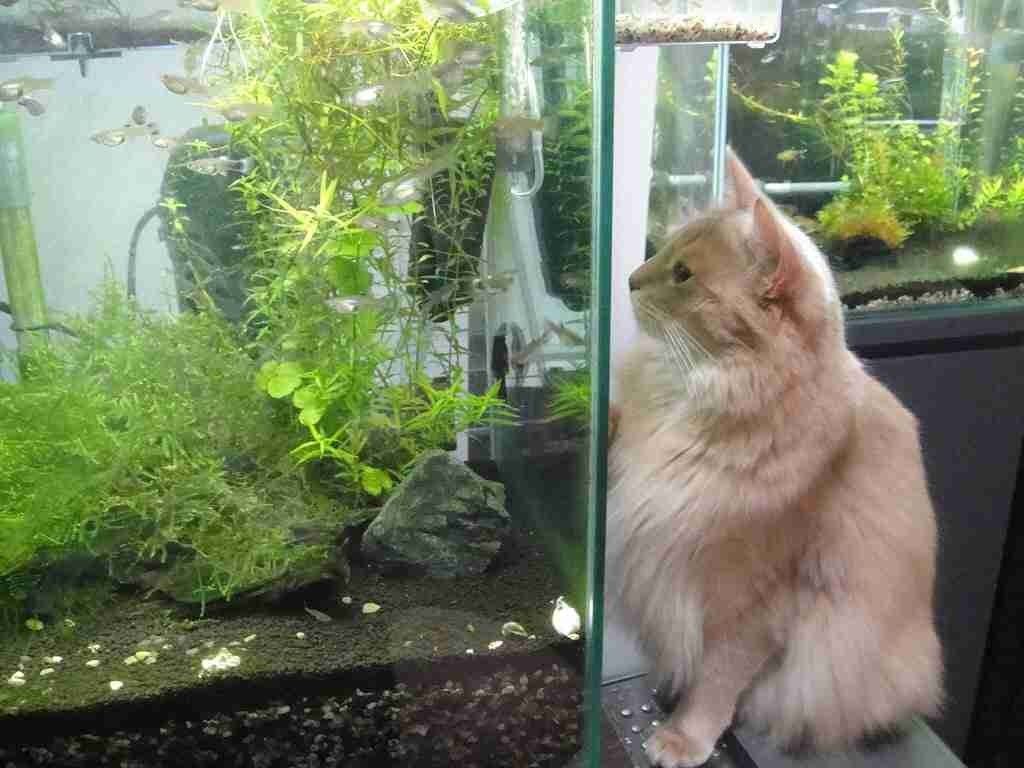 ガルちゃん猫カフェ☆2号店